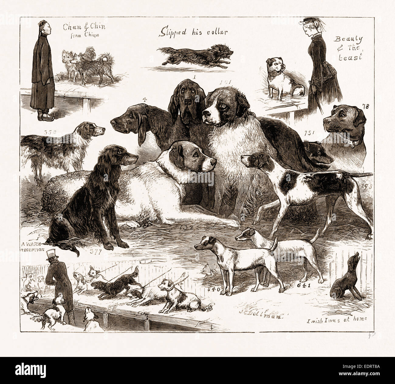 THE DOG SHOW AT THE CRYSTAL PALACE, LONDON, UK, 1876: 1. Mr. Bird's Bloodhound 'Brutus.' 4. Mr. Ray's Bloodhound 'Baron.' Stock Photo