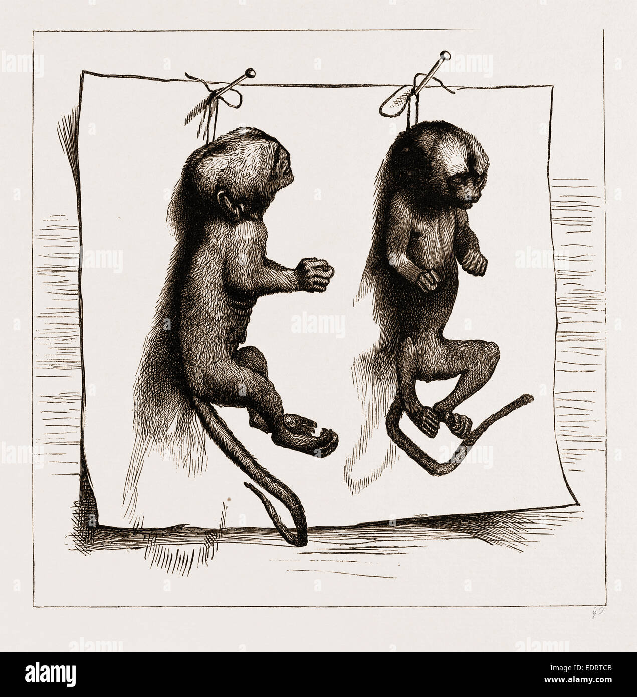 TWO YOUNG MARMOZETS, THE FIRST EVER BRED IN EUROPE, 1883 Stock Photo ...