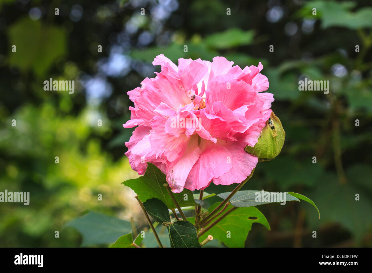 beautiful wild flower in forest, nature background Stock Photo - Alamy