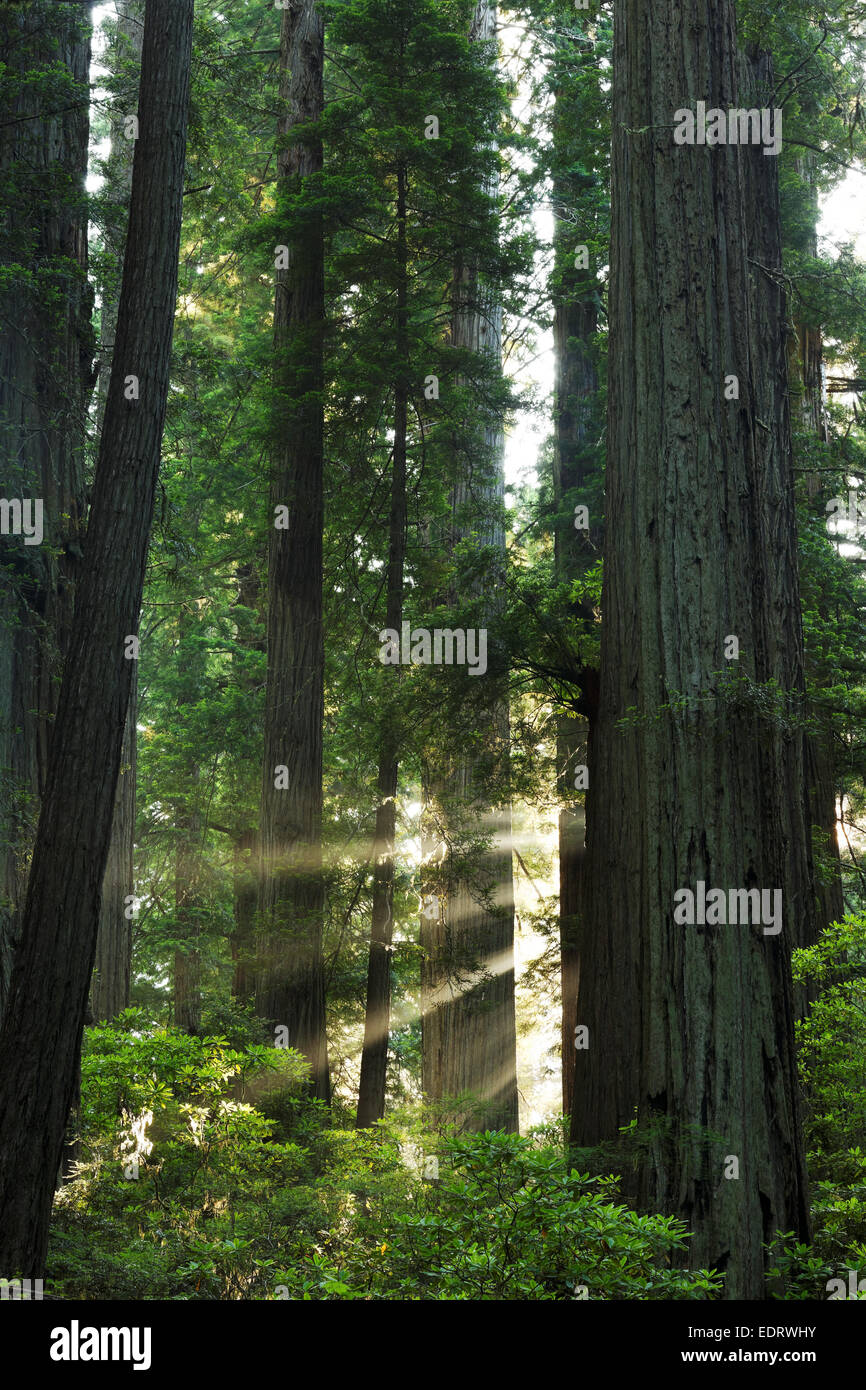 Sunbeams through redwood forest, Del Norte Coast Redwoods State Park, Del Norte County, California Stock Photo