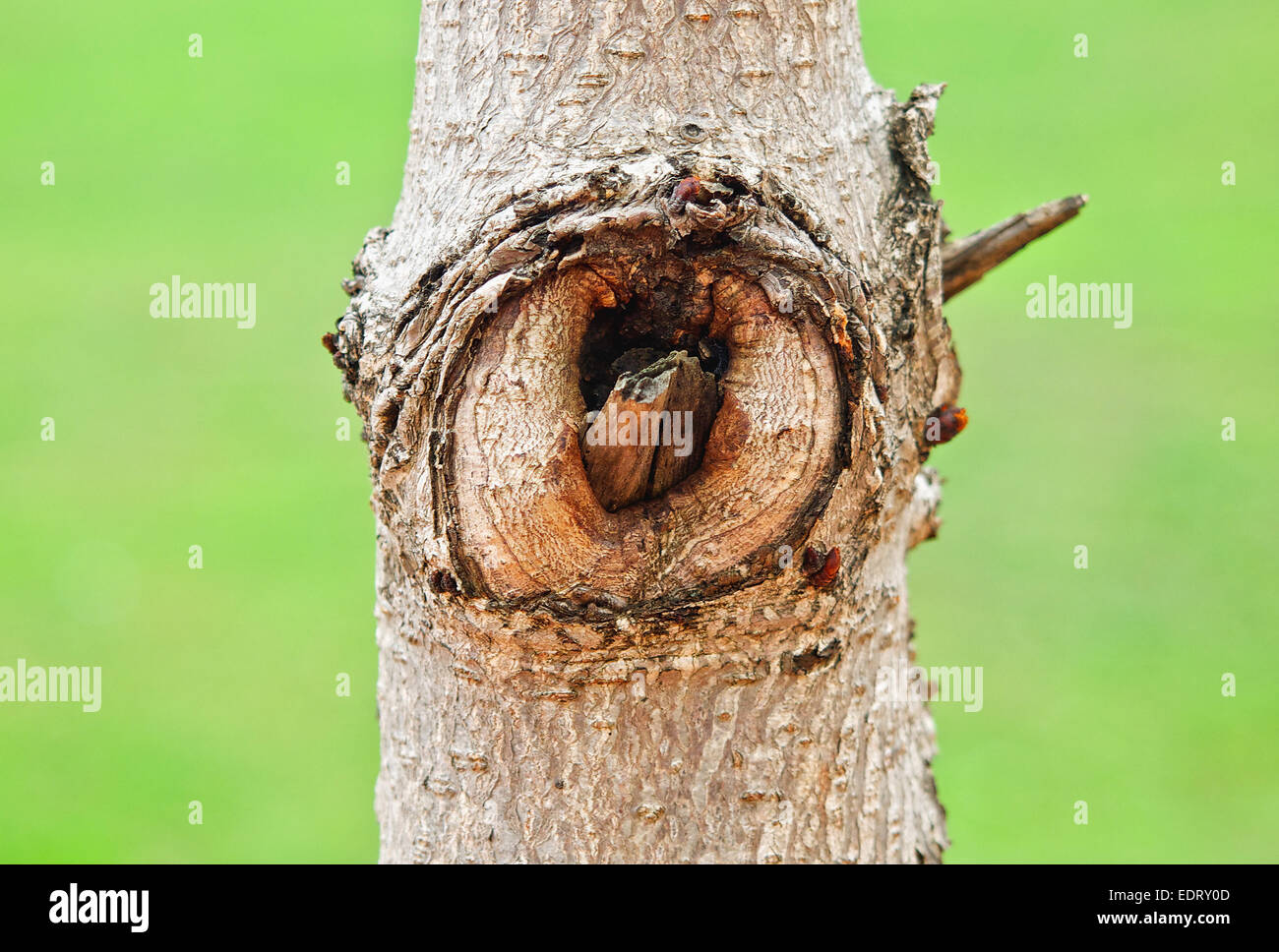 The tree eye Stock Photo