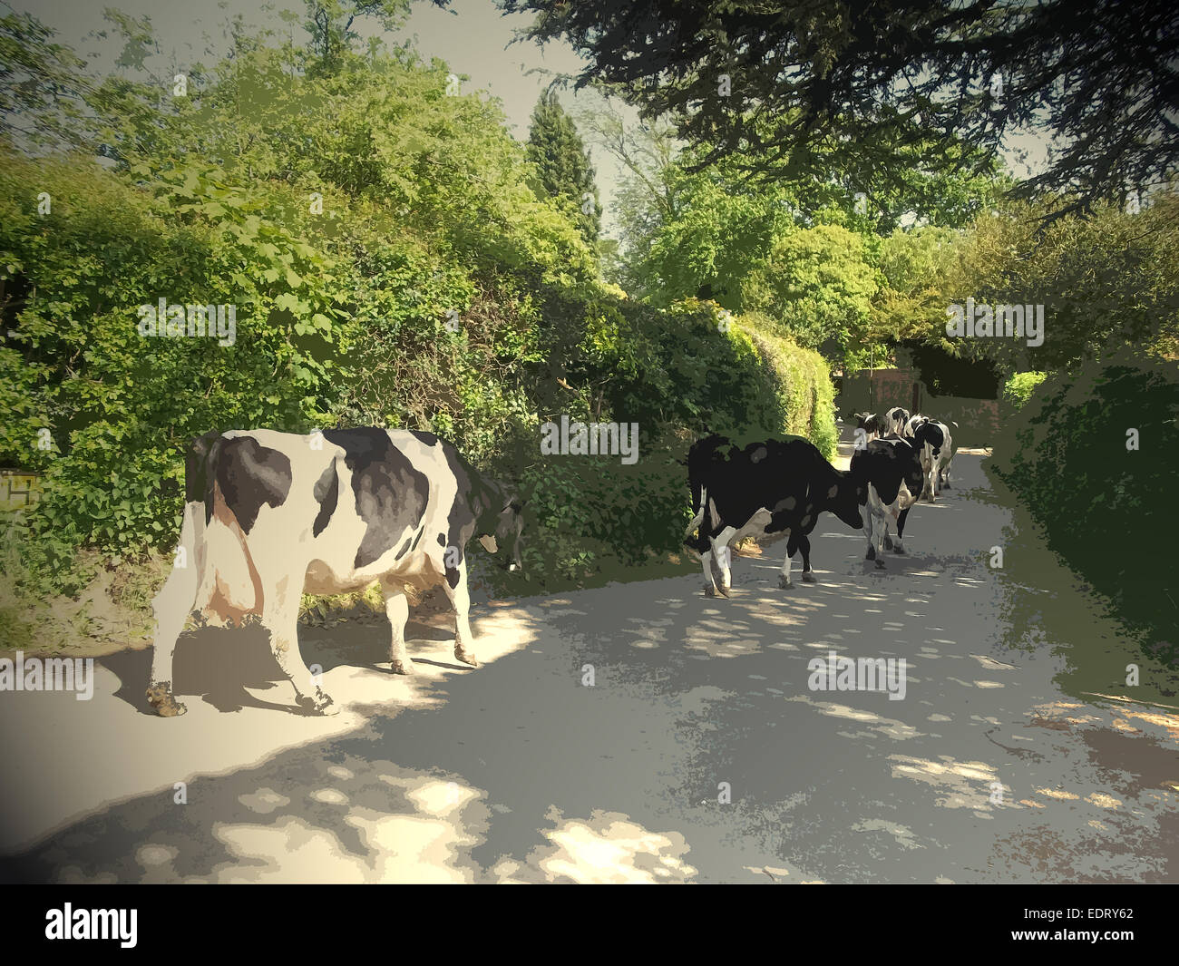 Herd of Cows on Morley Lane in Stanley, Seconds after this picture was taken a cyclist rode straight into the herd Stock Photo