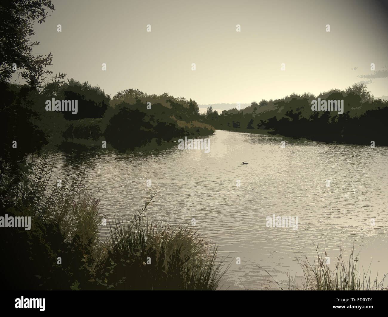Pond near Moorway Lane, The island in the centre of the lake is on the left of picture and the solitary bird is a coot, UK, art Stock Photo