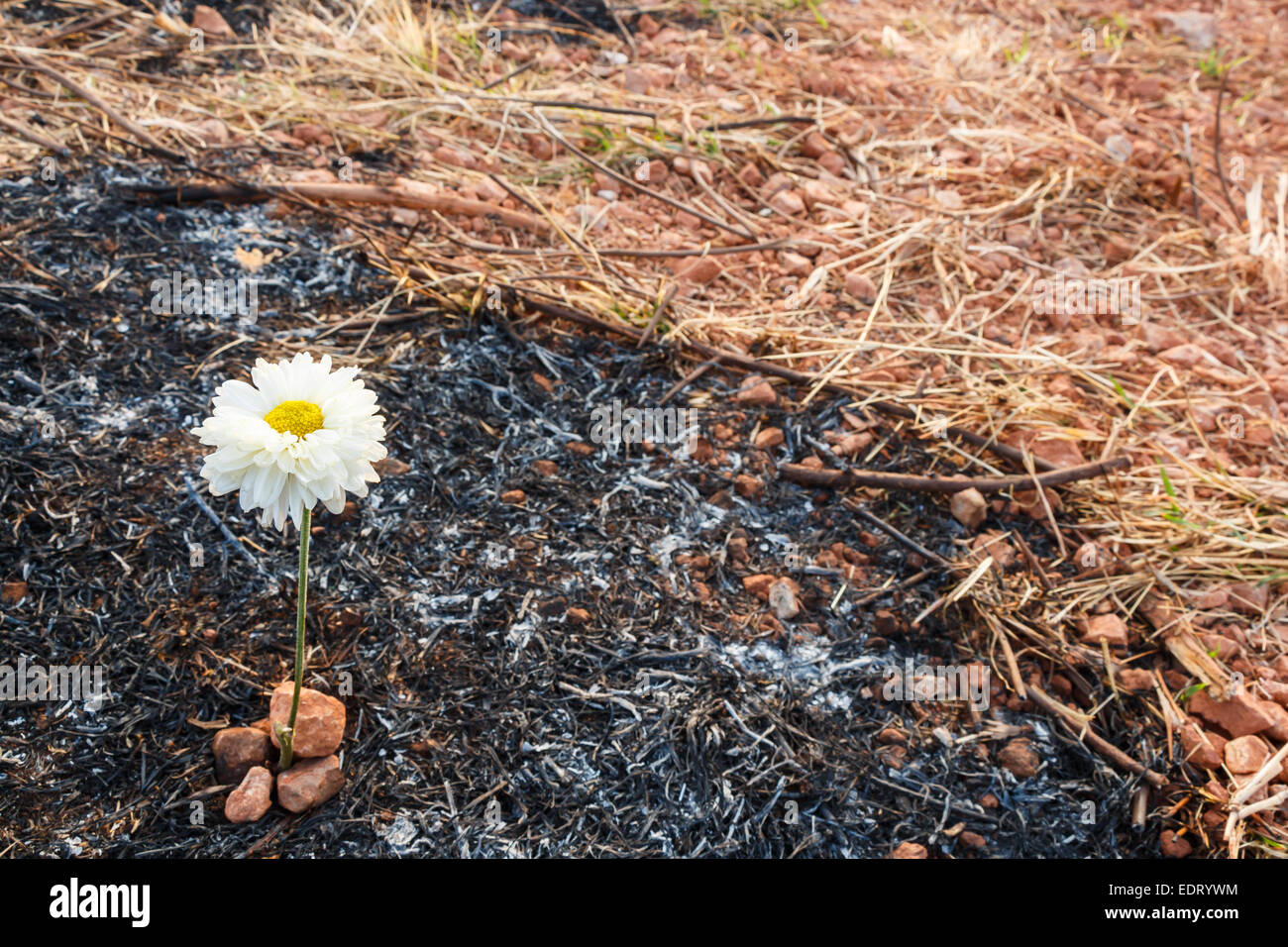 white flower can survive on ash of burnt grass due to wildfire Stock Photo