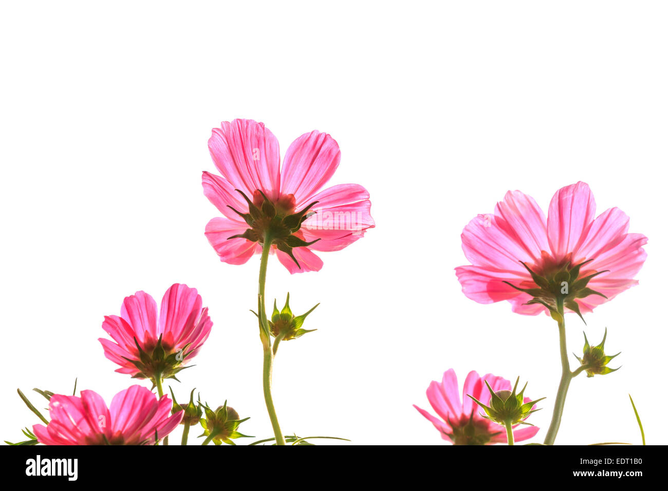 pink cosmos (Cosmos sulphureus) with translucent at petal on white background (isolated) Stock Photo