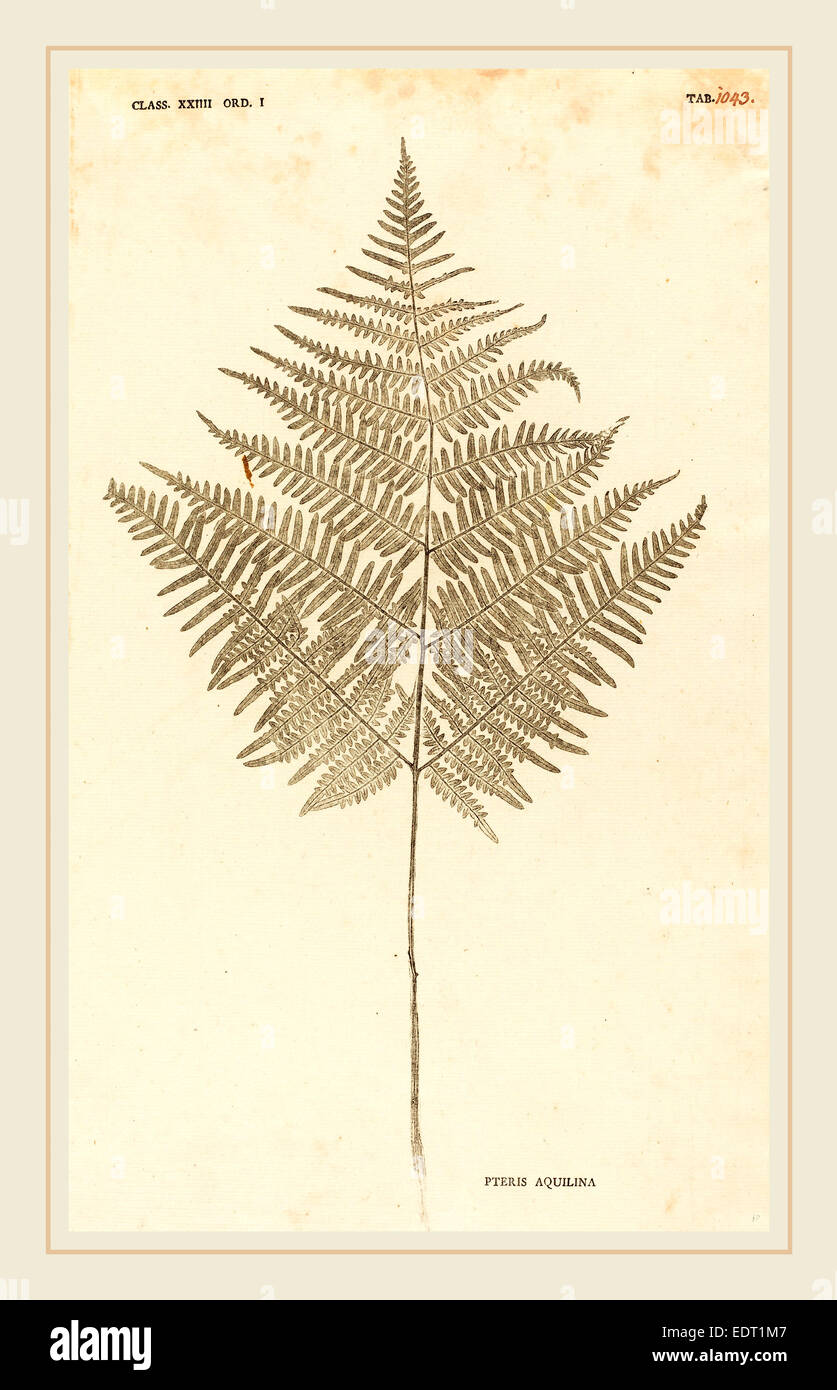 Johann Hieronymus Kniphof (German, 1704-1763), Pteris Aquilina, published 1757-1764, pressed and dried plant inked and pressed Stock Photo