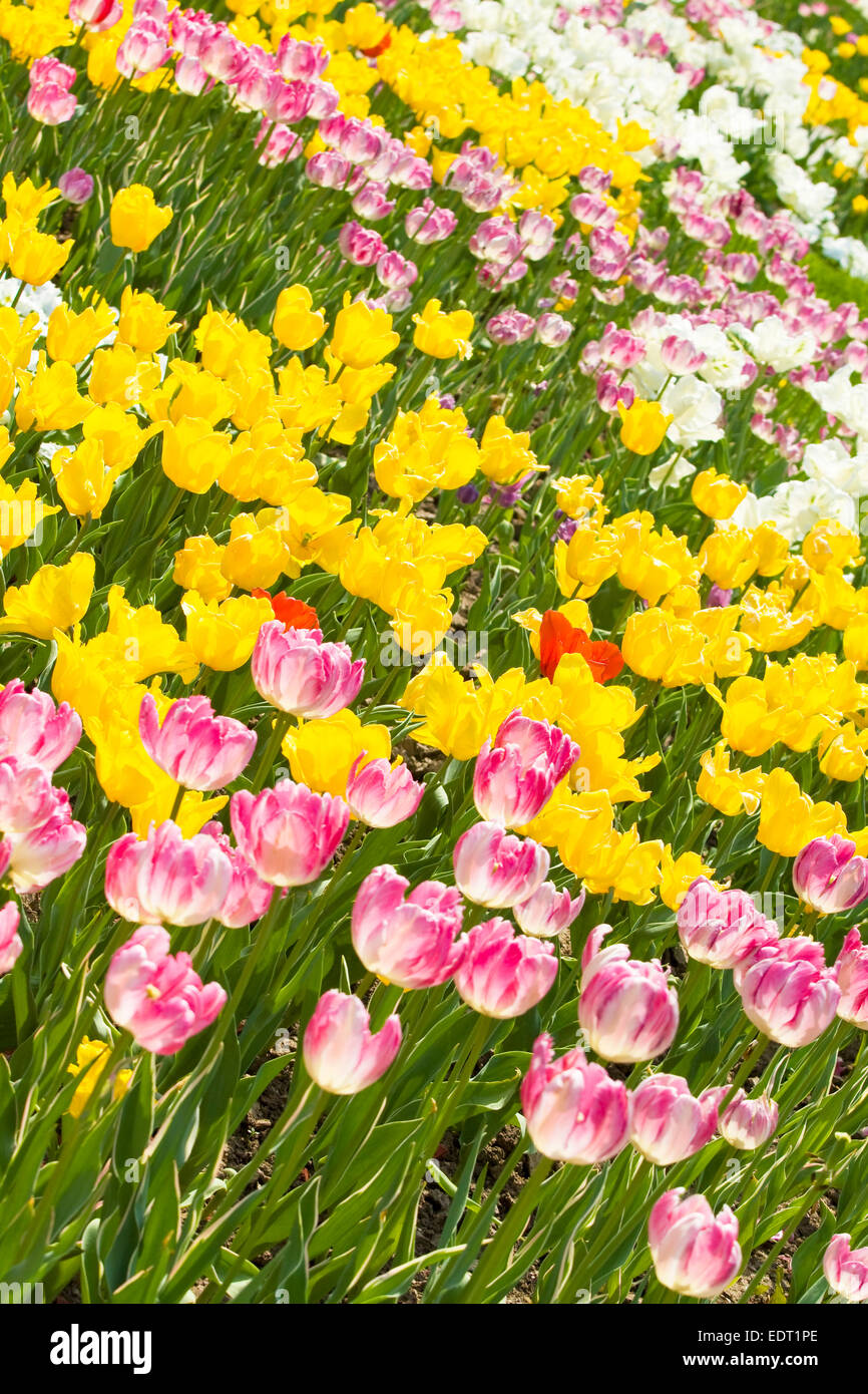 Flower bed with tulips of different colours - pink and white, white and ...