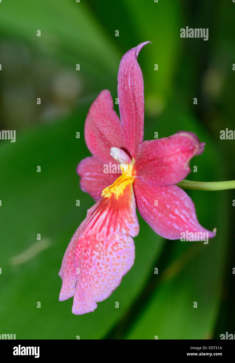 Burrageara Nelly Isler Orchid Hybrid - Oncidium nelly isler Stock Photo