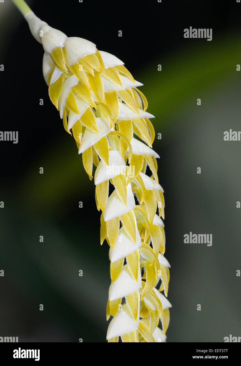 Large Dendrochilum Orchid - Dendrochilum magnum Epiphyte Orchid from the Philippines Stock Photo