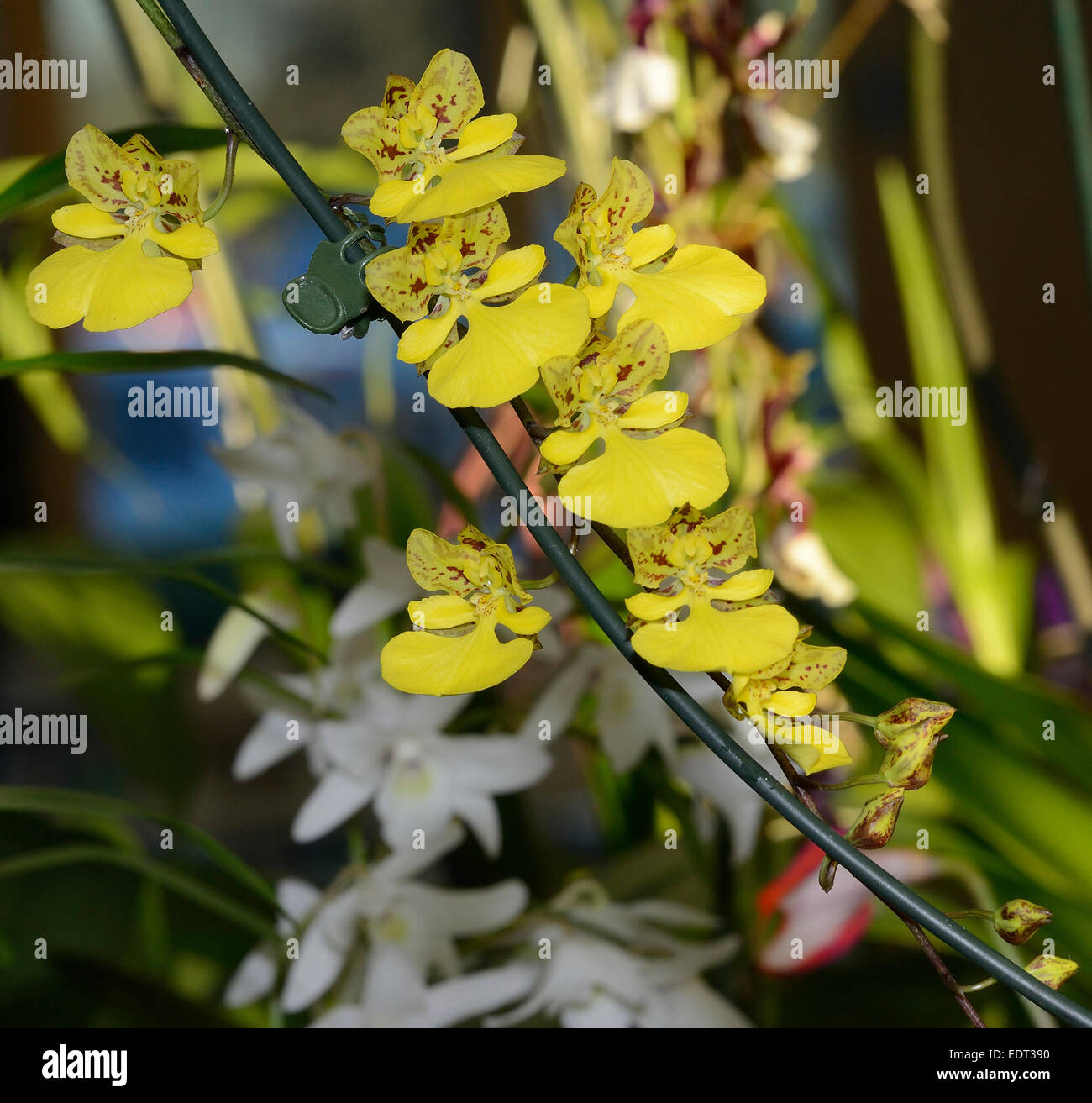 Oncidium alohi Yellow & Red Orchid Flower Stock Photo