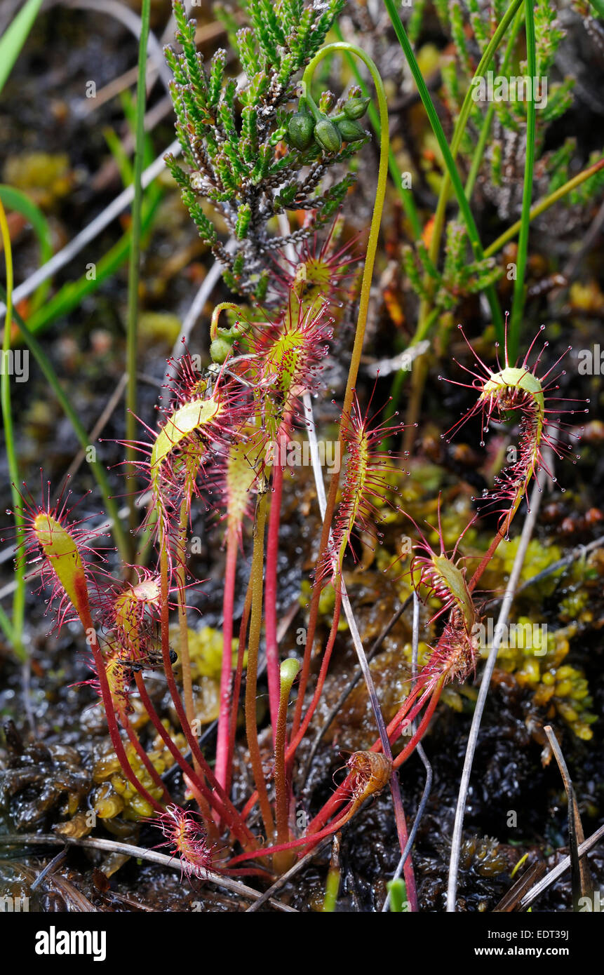 Plant insectivorous bog sundew hires stock photography and images Alamy