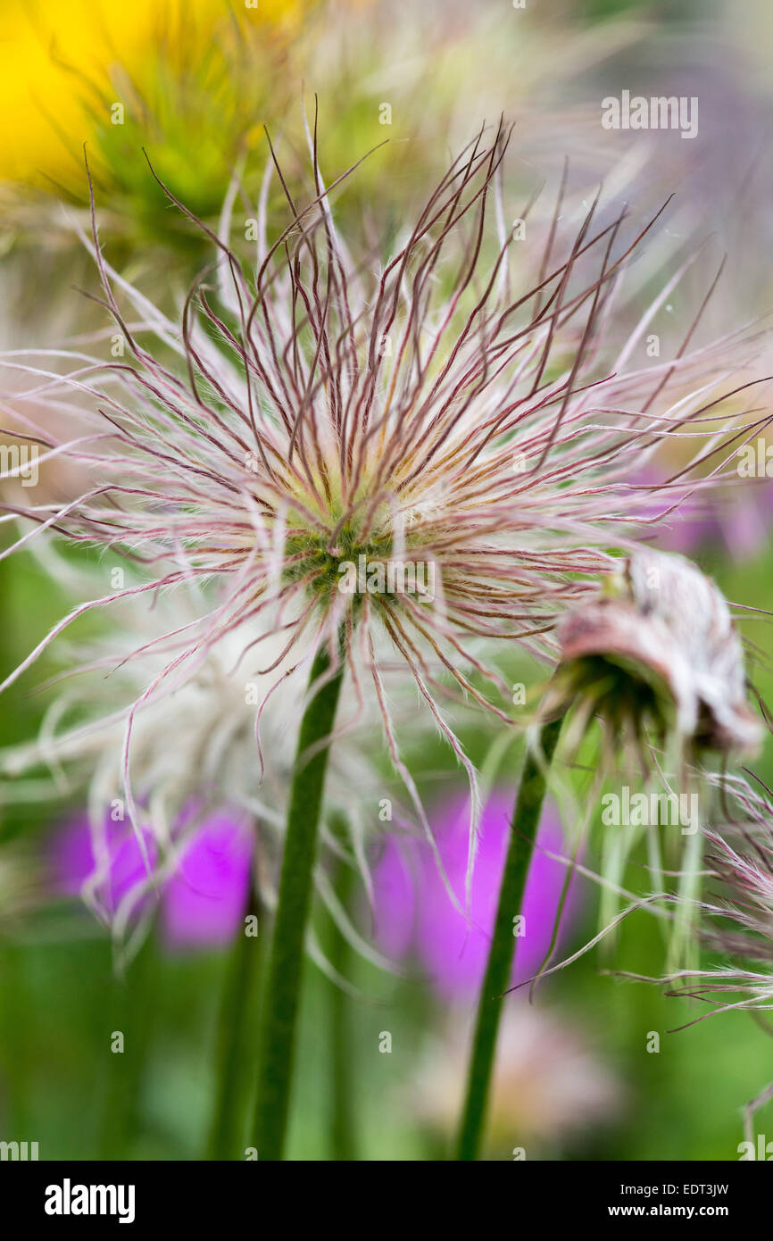 Seed heads of Pasque Flower, Pulsatilla Vulgaris Stock Photo