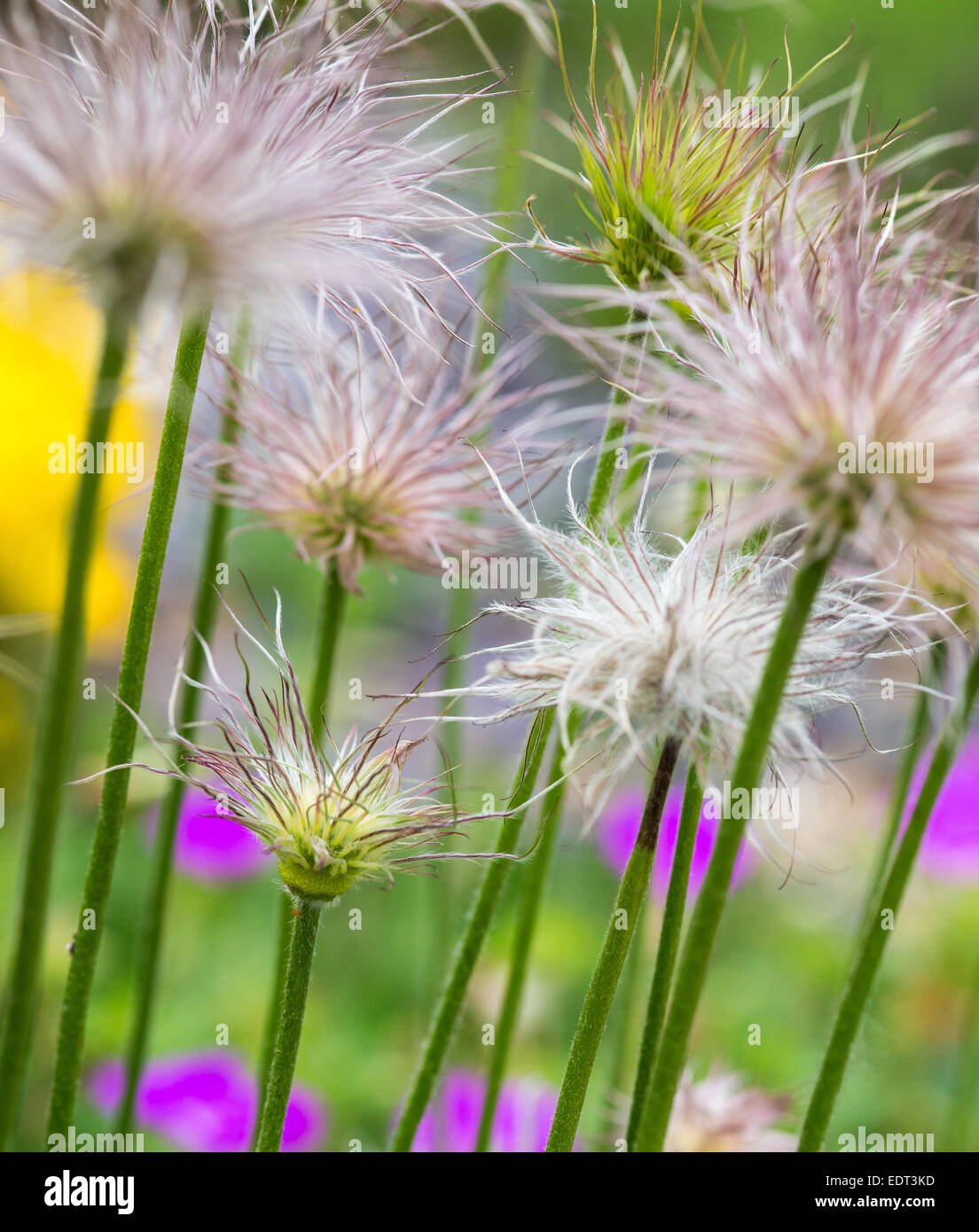 Seed heads of Pasque Flower, Pulsatilla Vulgaris Stock Photo