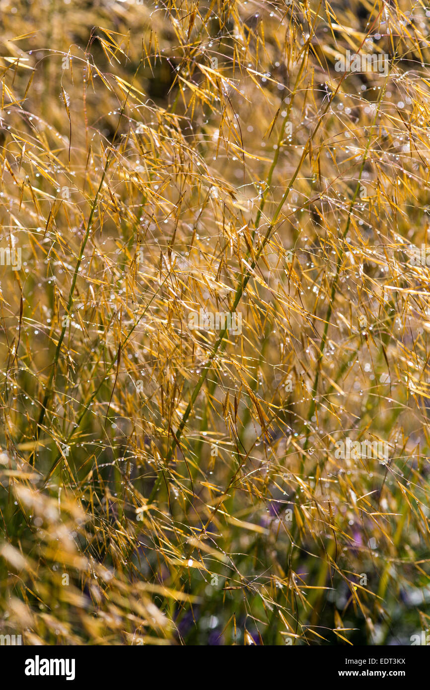 Stipa Gigantea ornamental grass, Summer 2014 Stock Photo