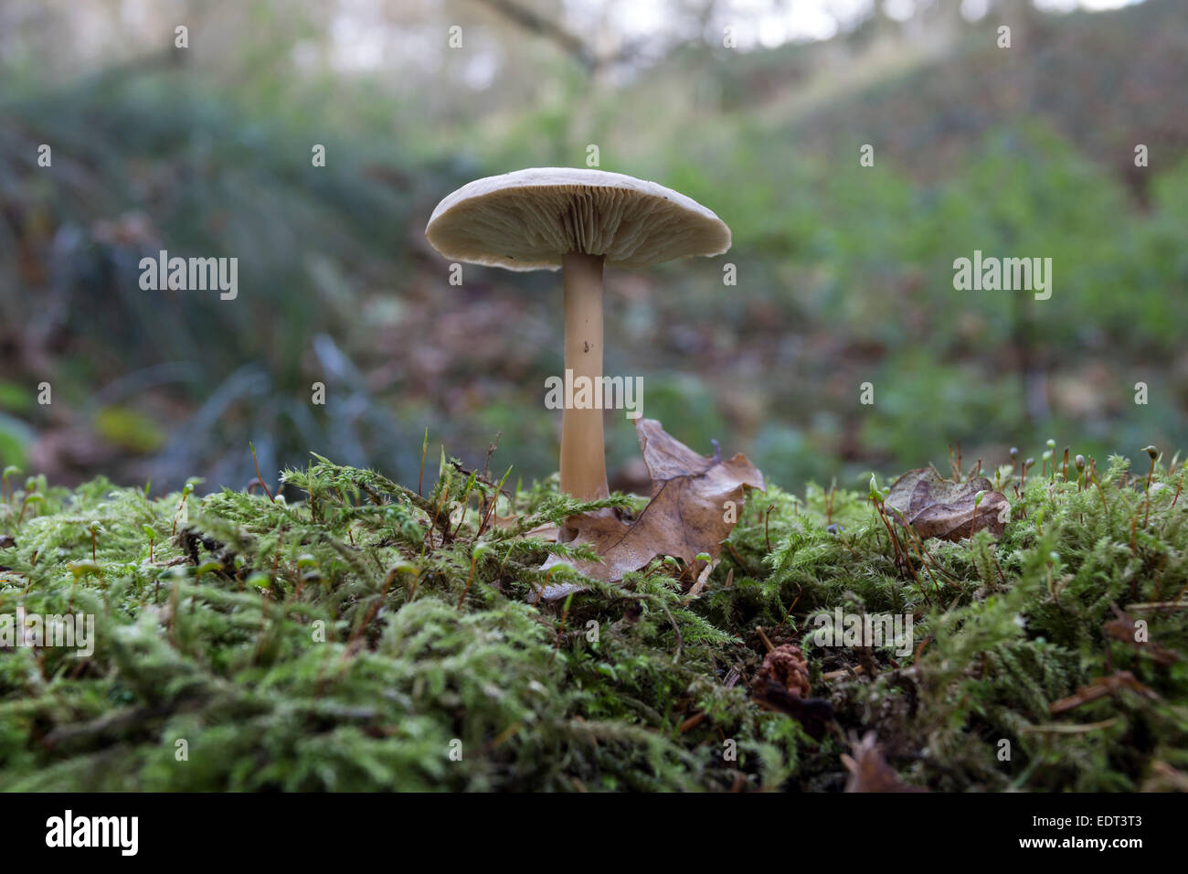 Low Level View of an English Woodland Floor Habitat with a Mushroom Growing Through Moss and Leaf Litter UK Stock Photo
