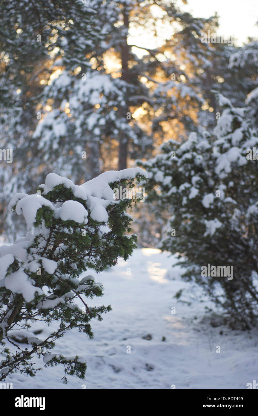Sun through Snowy Trees Stock Photo