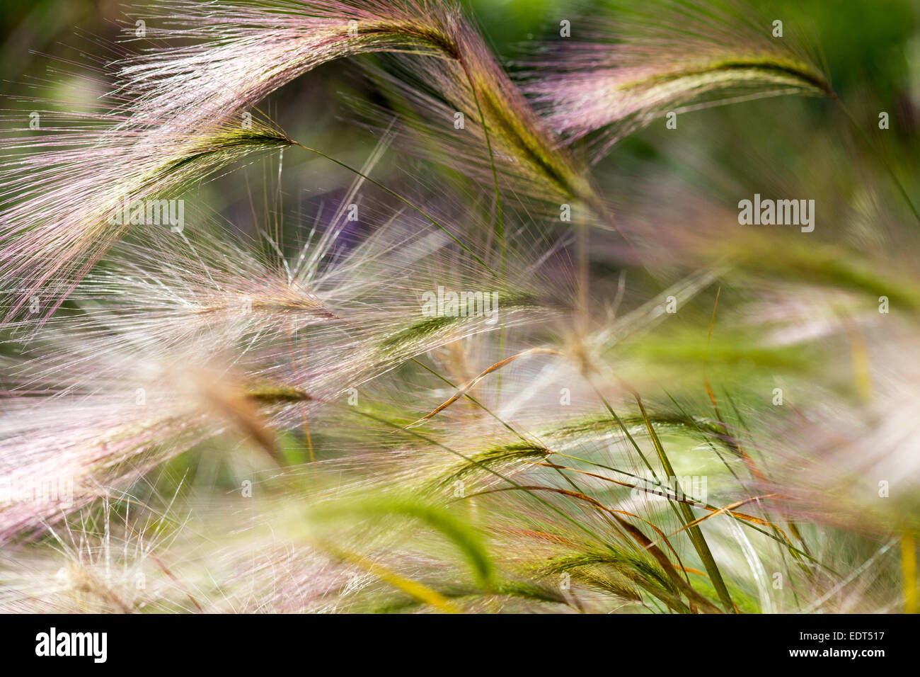 Hordeum Jubatum ornamental grass Summer 2014 Stock Photo