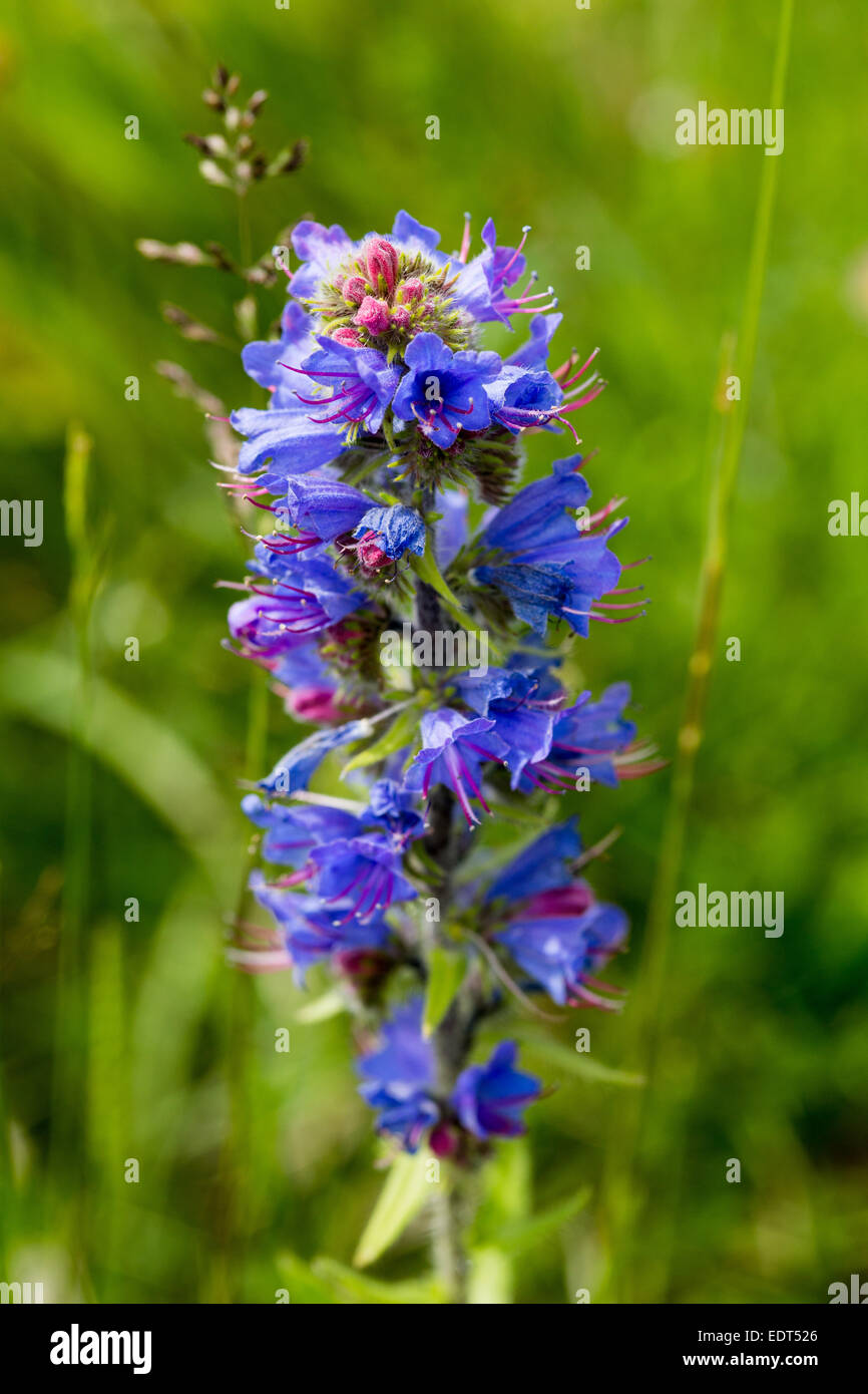 Close-up of Viper's Bugloss June 2014 Dorset Stock Photo