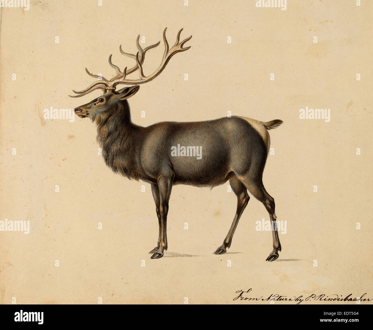 Peter Rindisbacher, European Elk, American, 1806 - 1834, gouache on wove paper Stock Photo