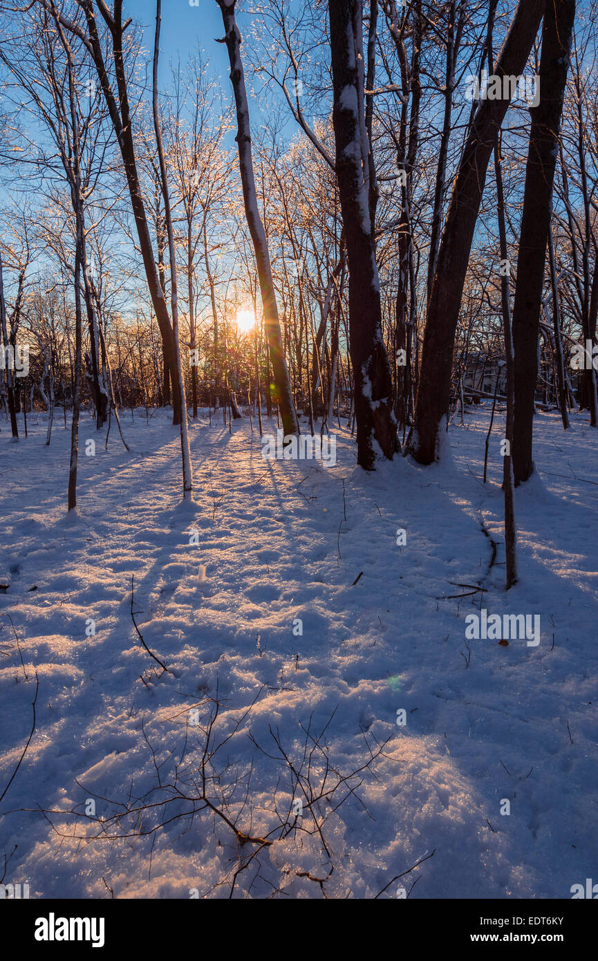 Warm Sunset Light, Cold Snowy Forest Stock Photo