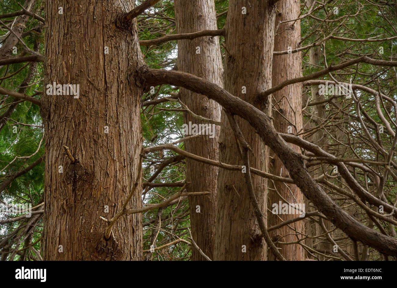 Arborvitaes Trees Detail Stock Photo
