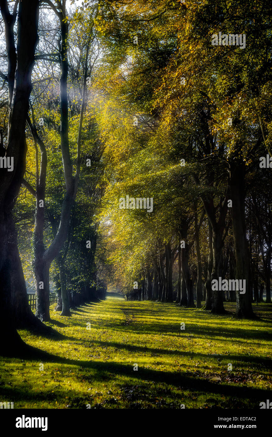 Tree alley old trees hi-res stock photography and images - Alamy