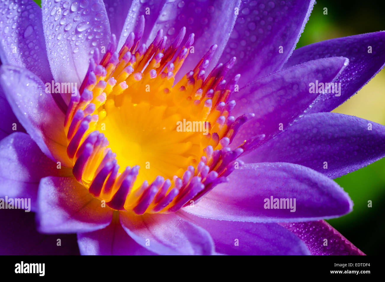 Close up yellow carpel and water drops on violet Lotus or Water Lily flower Stock Photo