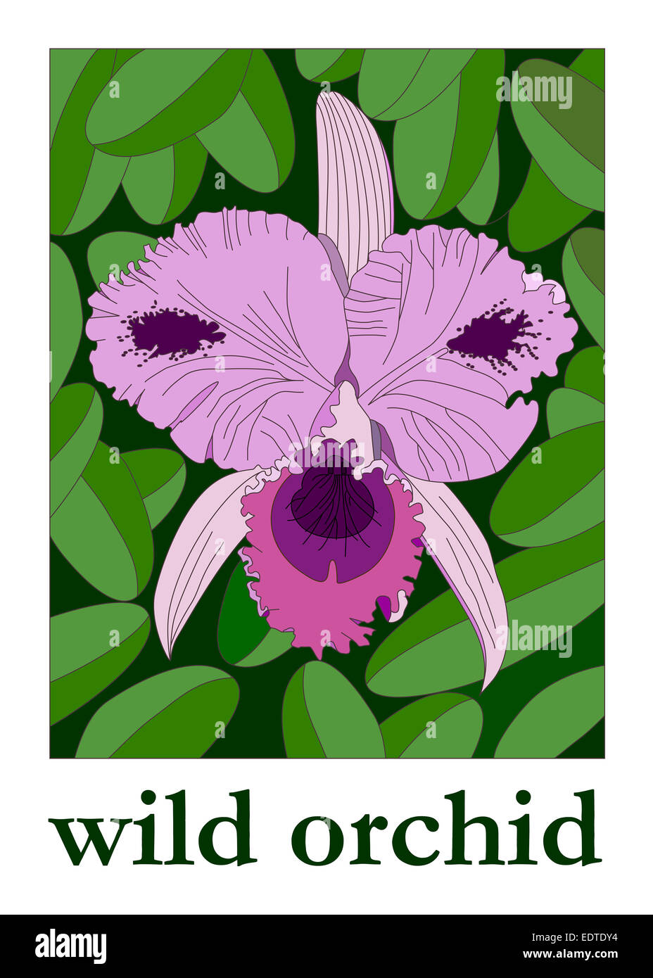 Wild Orchid Stock Photo