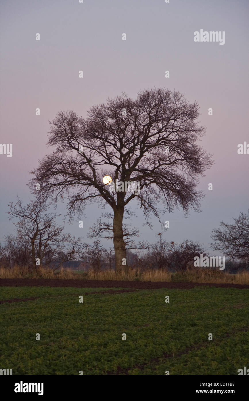 Moon behind tree hi-res stock photography and images - Alamy
