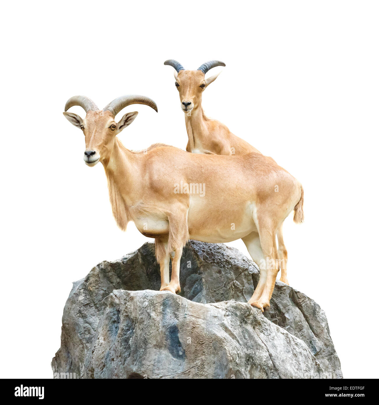 Serow (Mountain Goat , Capricornis sumatraensis) stand on rock at Chiangrai ,Thailand  (Isolated) Stock Photo