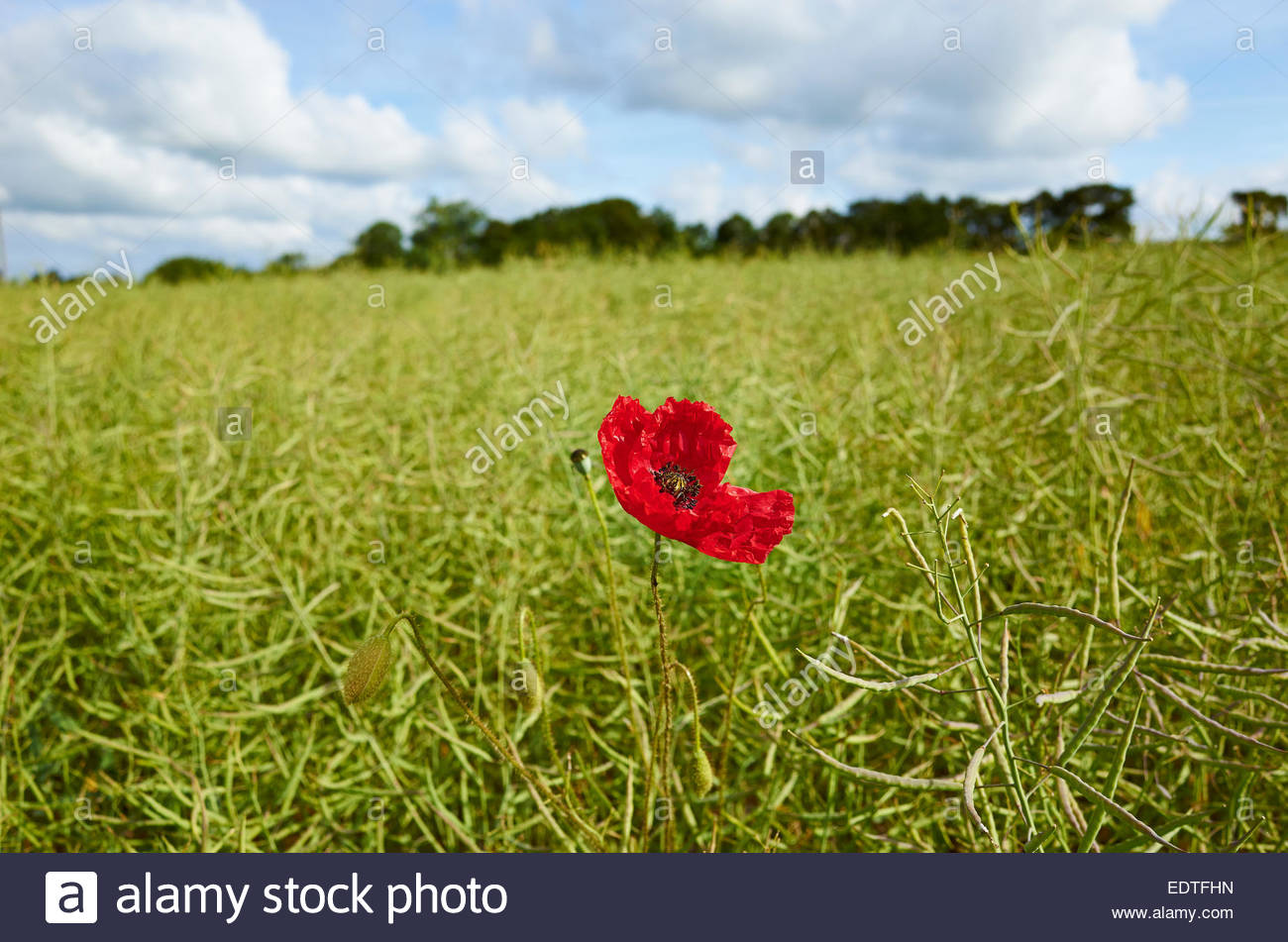 Blood Red Colour High Resolution Stock Photography and Images - Alamy