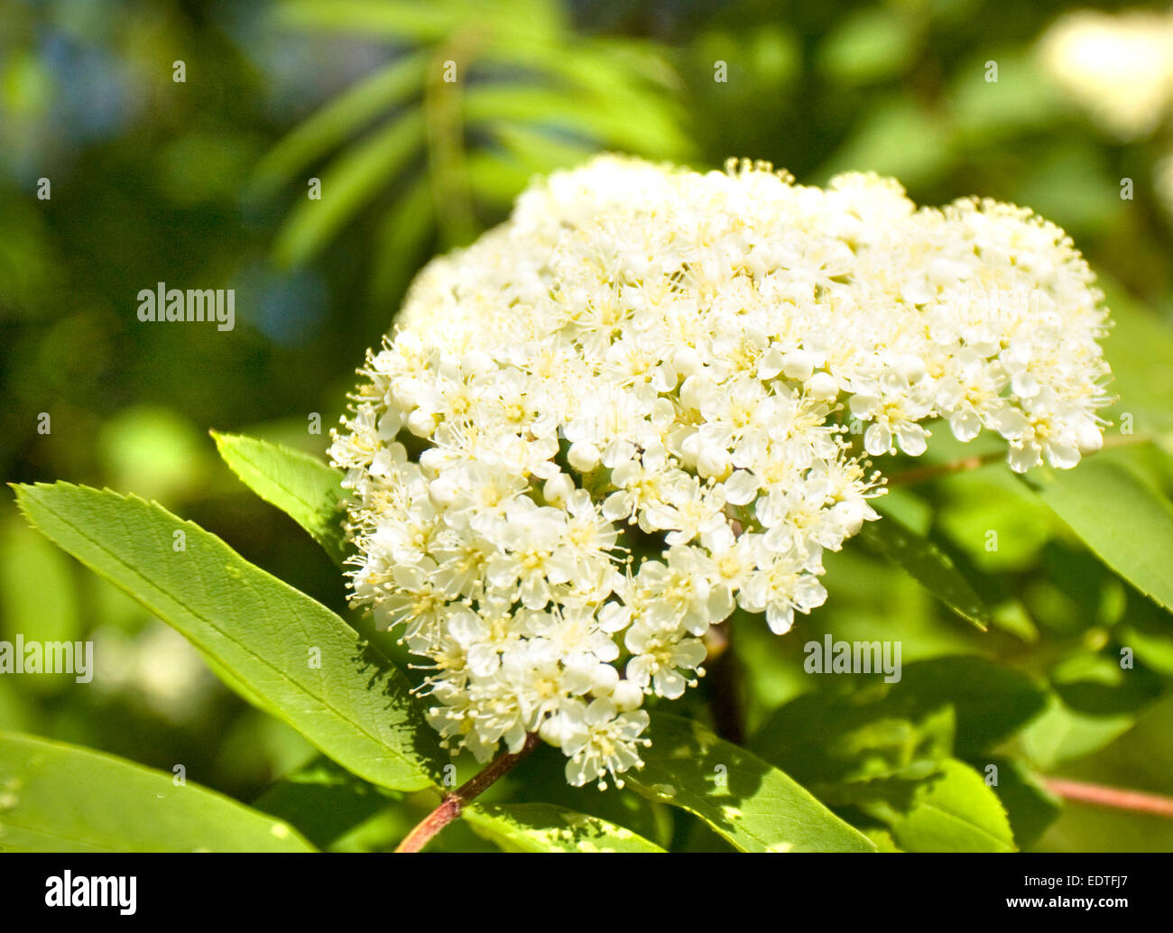 White flowers of Ashtree (rowantree Stock Photo Alamy