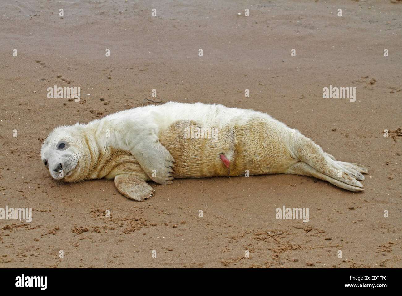 Grey seal pup on beach Stock Photo Alamy