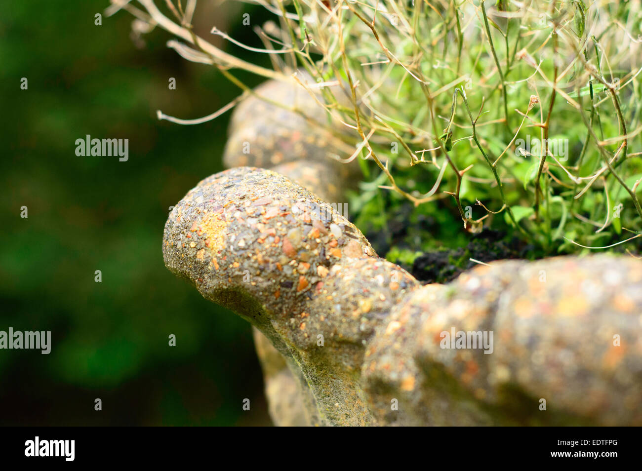 Close up of a flower planter with winter colours and plants in winter Stock Photo