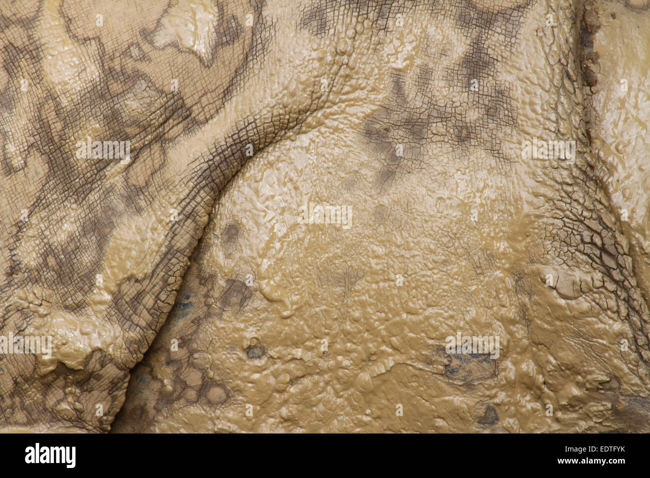 Rhino skin close up Stock Photo Alamy