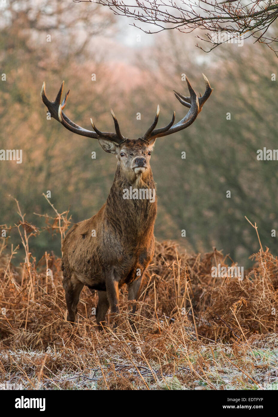 Red deer stag at sunrise Stock Photo