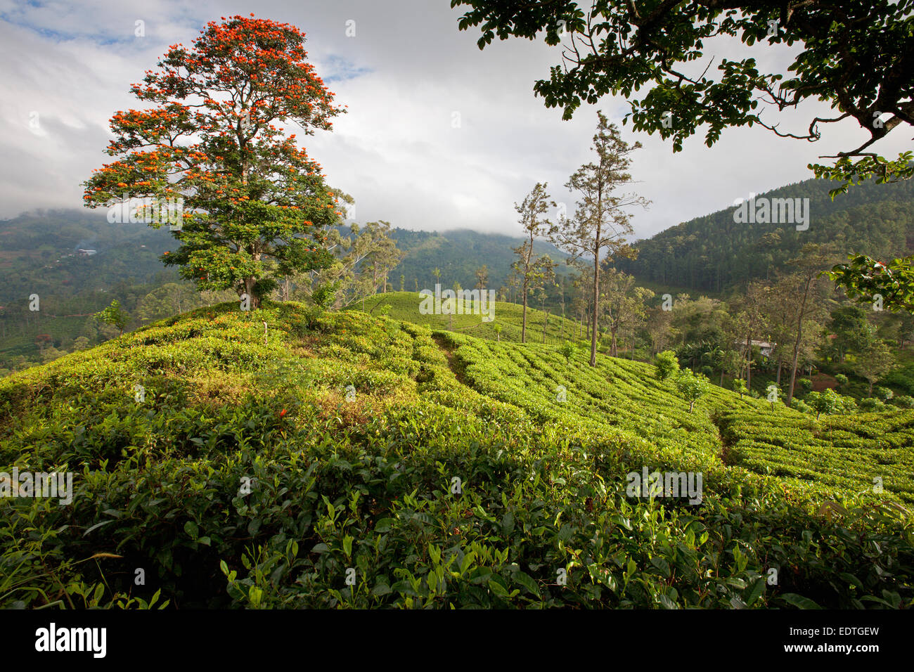TEA PLANTATIONS NEAR ELLA Stock Photo Alamy