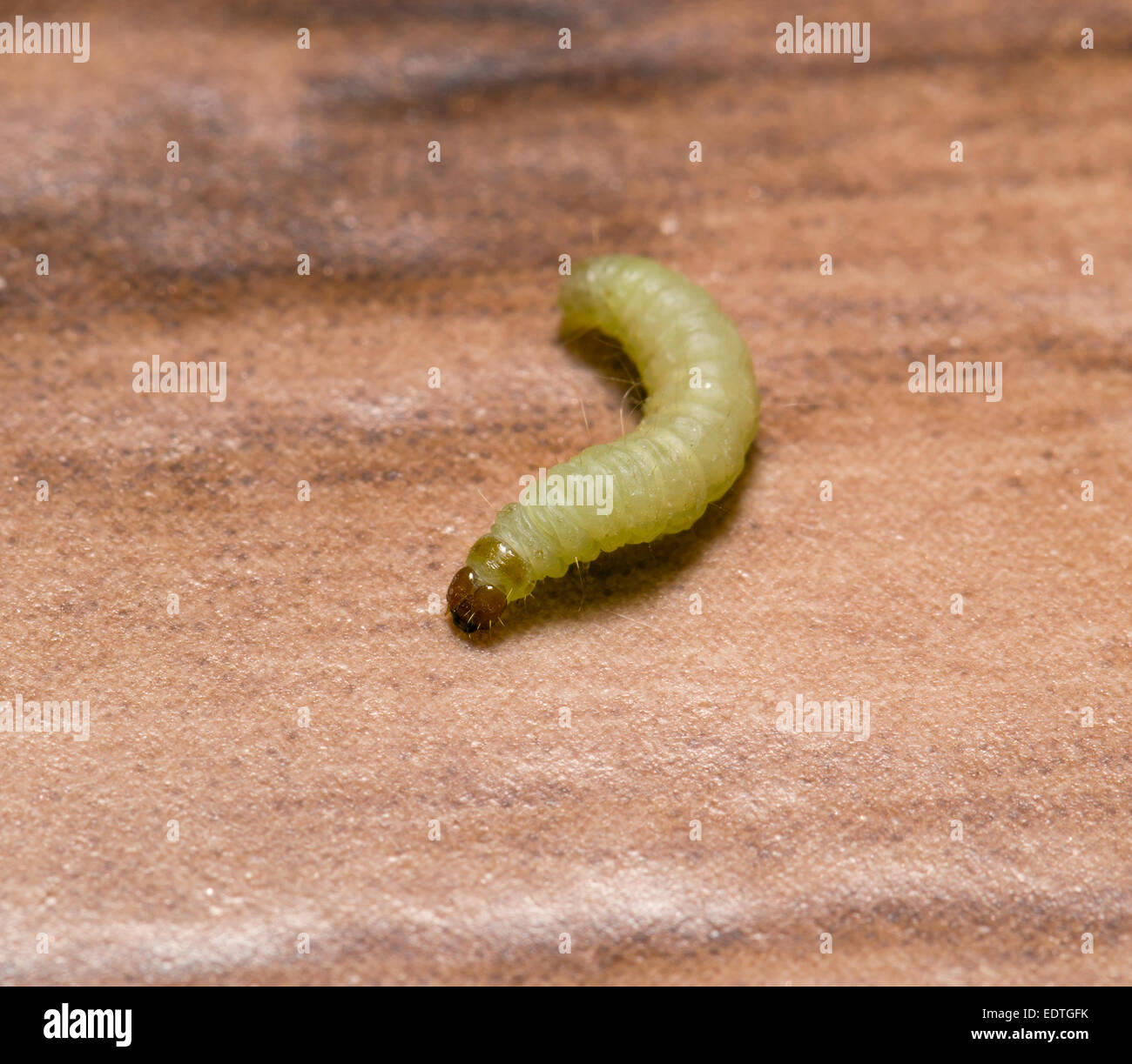 Moth larvae in the macro scale on the floor Stock Photo