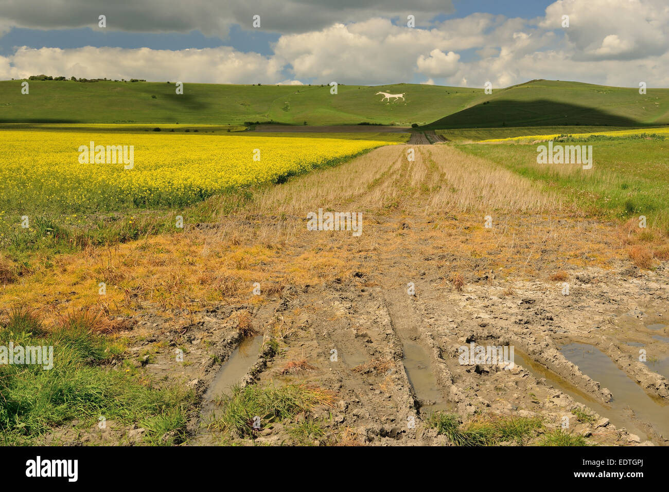 Milk hill white horse hires stock photography and images Alamy