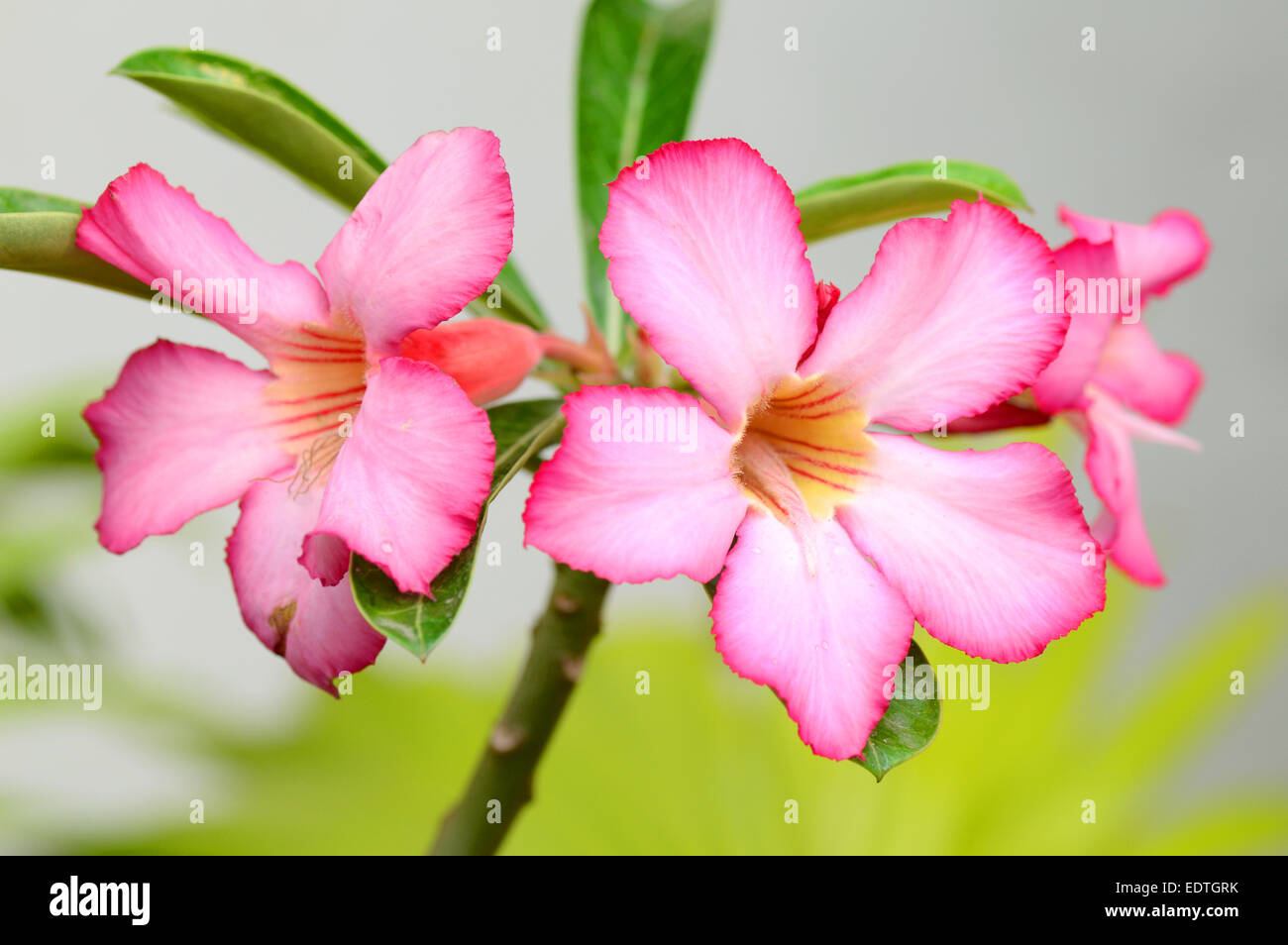 Pink tropical flower adenium hi-res stock photography and images - Alamy