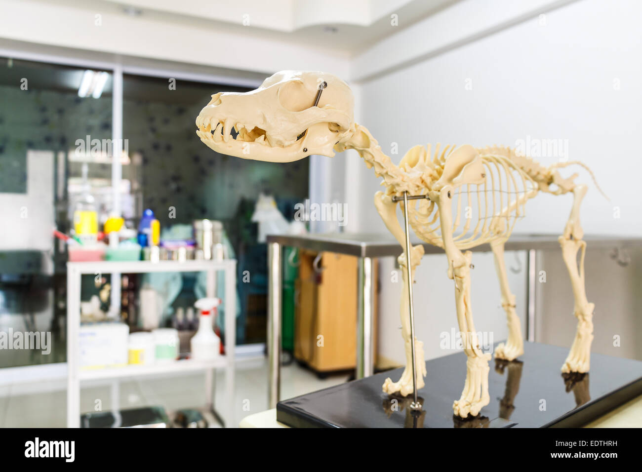 Dog skeleton model in veterinary hospital Stock Photo