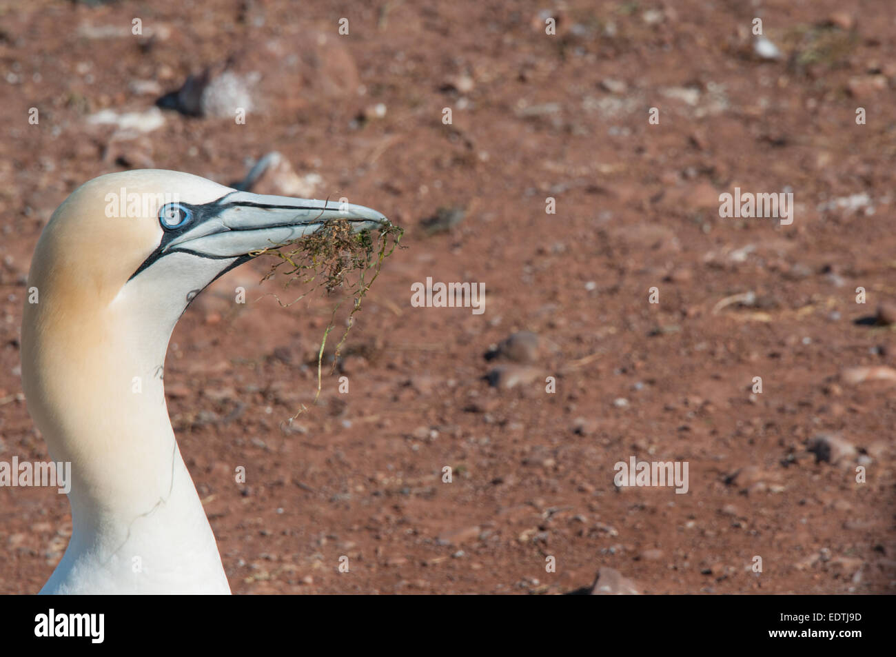 Northern Gannet Bonaventure Island Gaspésie Stock Photo