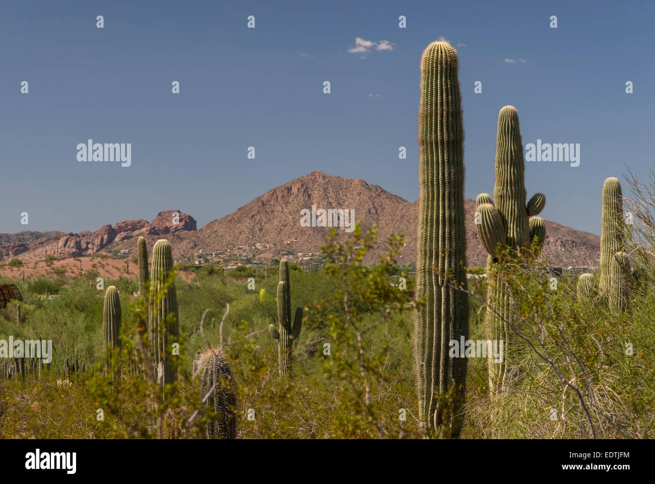 Saguaro cactus near phoenix hires stock photography and images Alamy