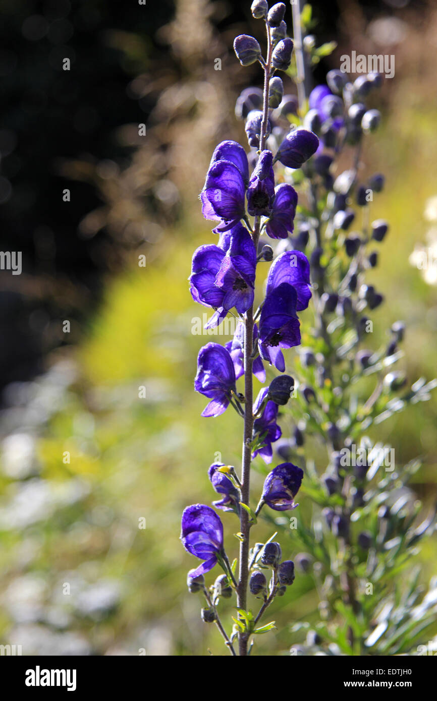 Blume, blauer Eisenhut, Aconitum napellus,Flower, Monkshood, Aconitum napellus,autumn, beautiful, beauty, bloom, blossom, blue, Stock Photo