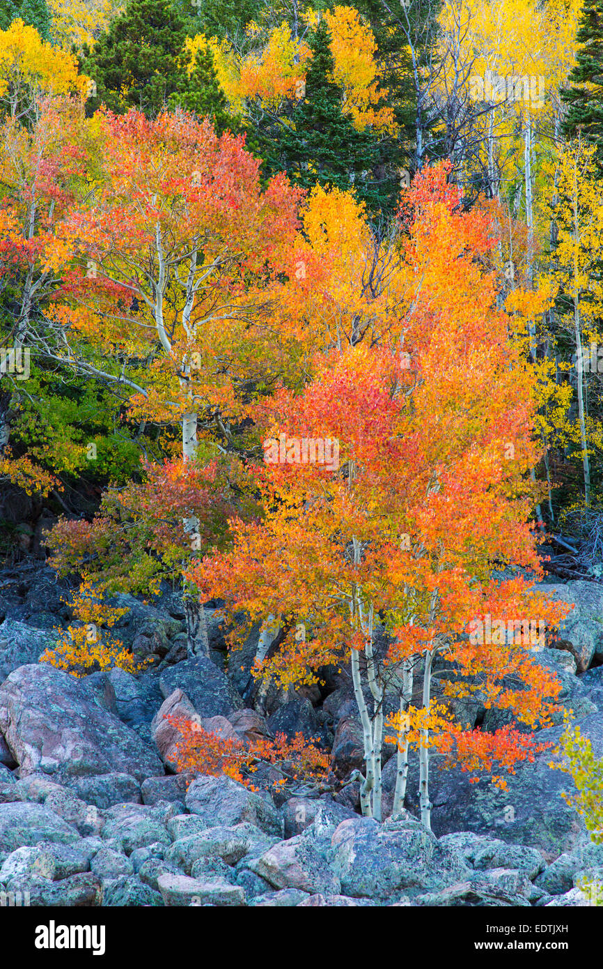 Bright colored fall Aspen trees along Bear Lake Rd in Rocky Mountains National Park Colorado Stock Photo