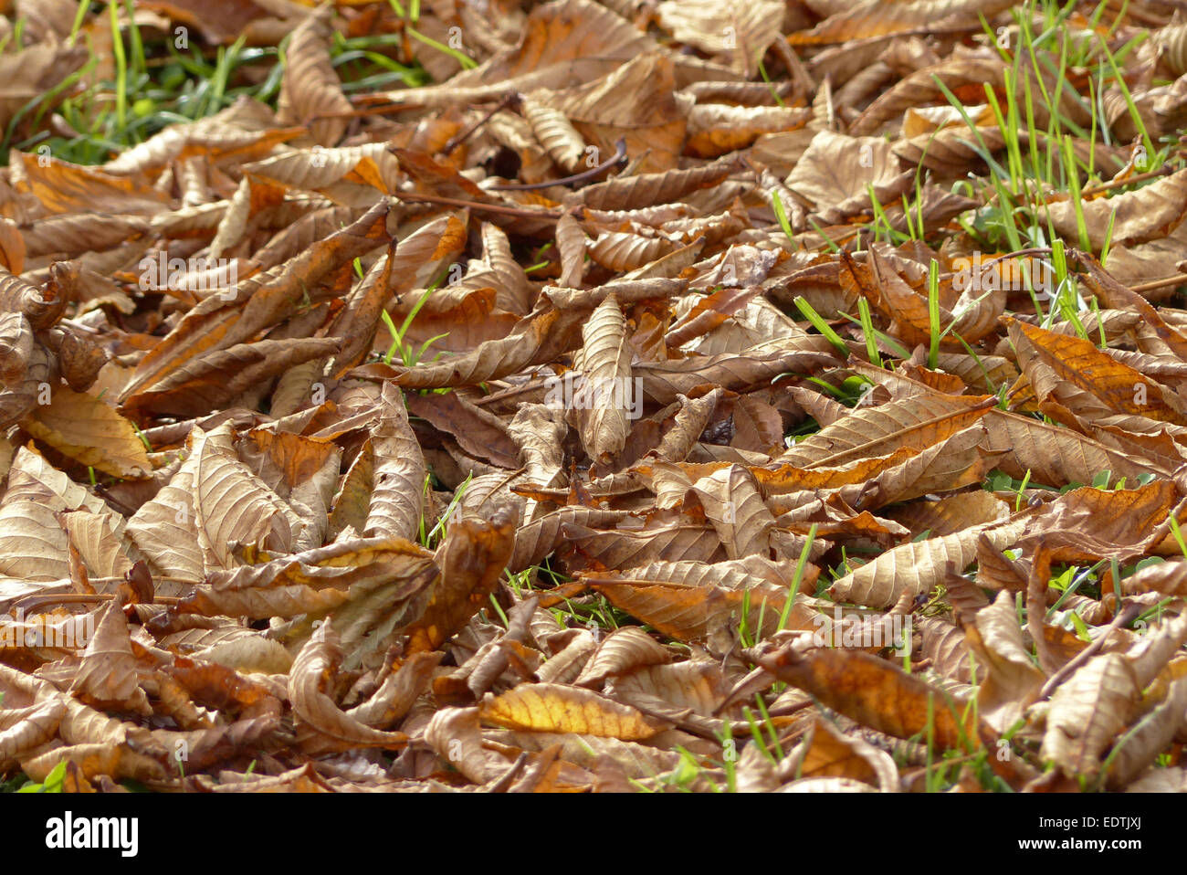 Herbstlaub am Boden,Autumn leaves on the ground,autumn, harvest, fall, leaves, foliage, beech leaves, season, colorful, detail, Stock Photo