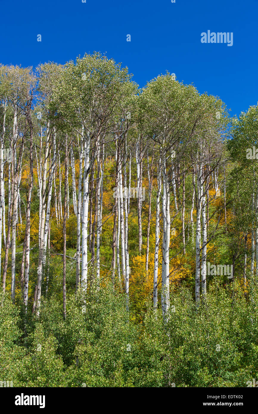 Early fall Aspen trees in the Rocky Mountains of Colorado Stock Photo