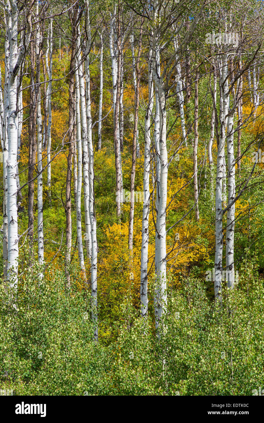 Early fall Aspen trees in the Rocky Mountains of Colorado Stock Photo