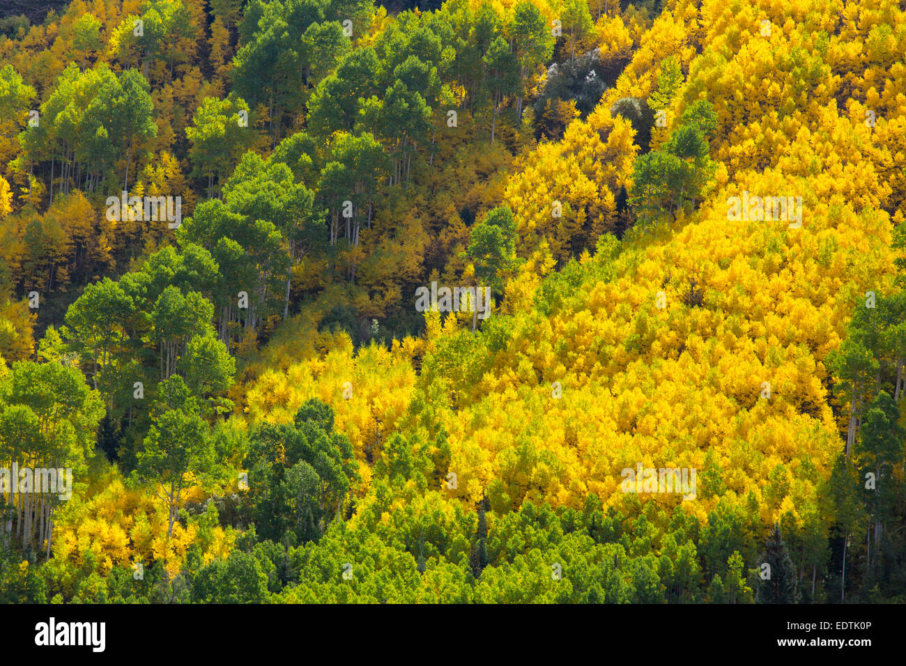 Bright yellow fall Aspen trees in the Rocky Mountains of Colorado Stock Photo