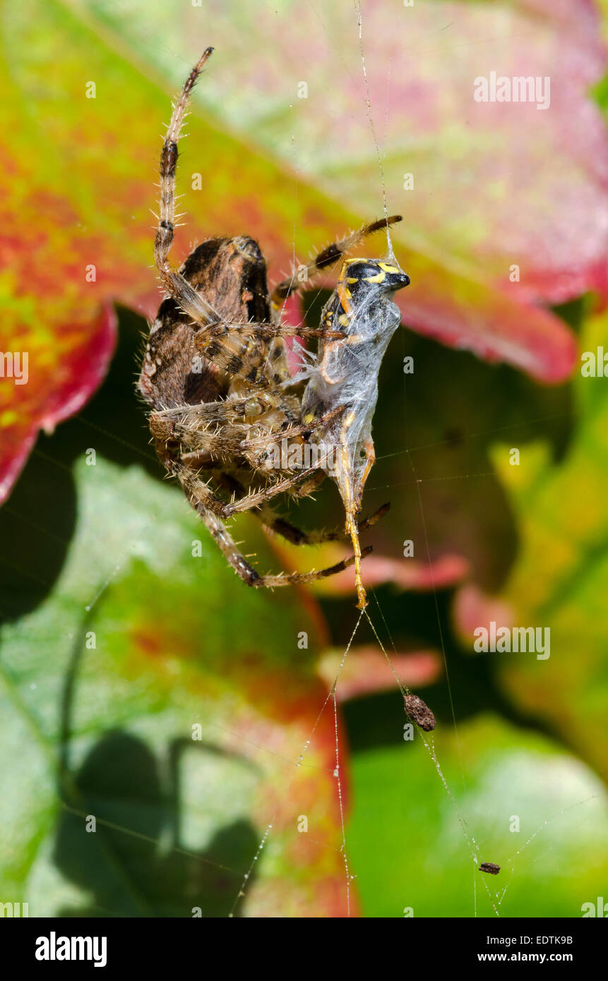 spider while eating a bee in the web Stock Photo